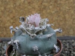 Lophophora williamsii pot 5,5 cm - 12407384