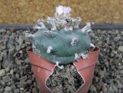 Lophophora williamsii pot 5,5 cm - 12407385