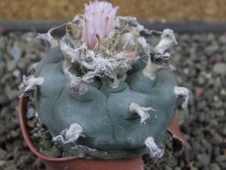 Lophophora williamsii pot 5,5 cm - 12407386