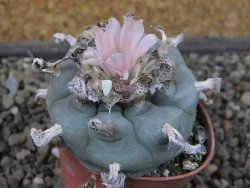 Lophophora williamsii pot 5,5 cm - 12407387
