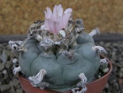 Lophophora williamsii pot 5,5 cm - 12407388