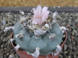 Lophophora williamsii pot 5,5 cm