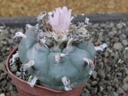 Lophophora williamsii pot 5,5 cm - 12407391