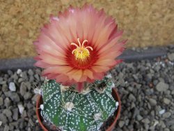 Astrophytum niveum X red flower oibo akabana, pot 5,5 cm