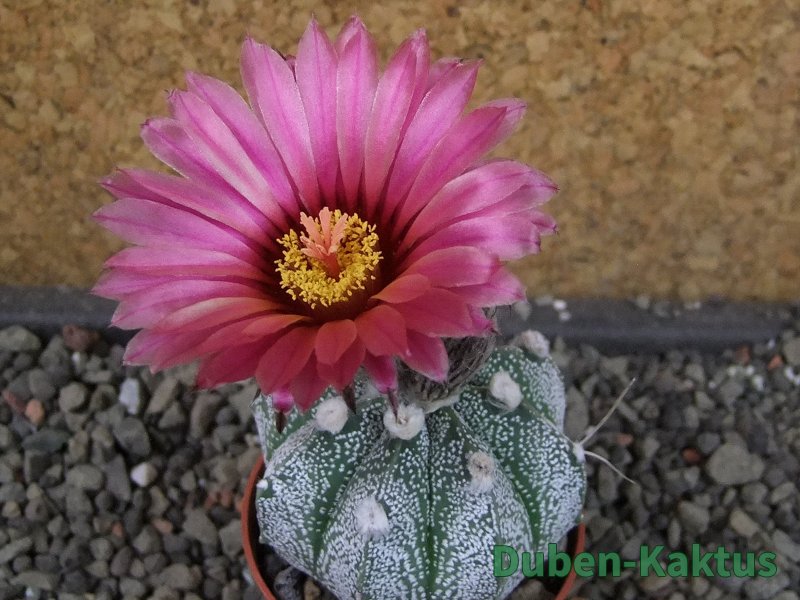 Astrophytum capricorne X red flower oibo akabana, pot 5,5 cm