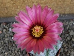Astrophytum capricorne X red flower oibo akabana, pot 5,5 cm - 12407409
