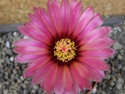 Astrophytum capricorne X red flower oibo akabana, pot 5,5 cm - 12407410