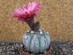 Astrophytum capricorne X red flower oibo akabana, pot 5,5 cm - 12407411