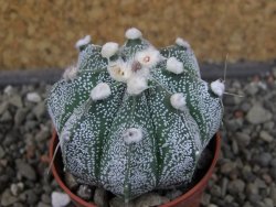 Astrophytum capricorne X red flower oibo akabana, pot 5,5 cm - 12407412