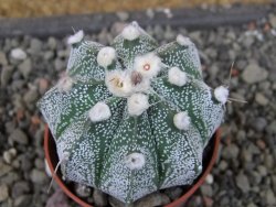 Astrophytum capricorne X red flower oibo akabana, pot 5,5 cm - 12407413
