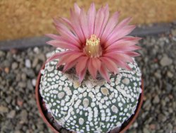 Astrophytum Super Kabuto X red flower oibo akabana, pot 6,5 cm