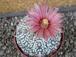 Astrophytum Super Kabuto X red flower oibo akabana, pot 6,5 cm - 12407415