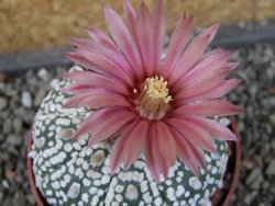 Astrophytum Super Kabuto X red flower oibo akabana, pot 6,5 cm - 12407416
