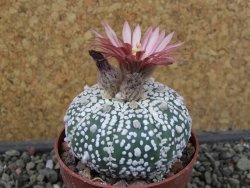 Astrophytum Super Kabuto X red flower oibo akabana, pot 6,5 cm - 12407417