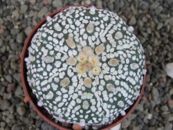 Astrophytum Super Kabuto X red flower oibo akabana, pot 6,5 cm - 12407418