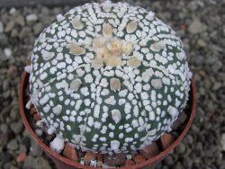 Astrophytum Super Kabuto X red flower oibo akabana, pot 6,5 cm - 12407419