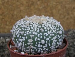 Astrophytum Super Kabuto X red flower oibo akabana, pot 6,5 cm - 12407420
