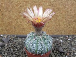 Astrophytum Hanazano Kabuto X red flower oibo akabana, pot 5,5 cm - 12407429