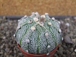 Astrophytum Hanazano Kabuto X red flower oibo akabana, pot 5,5 cm - 12407430