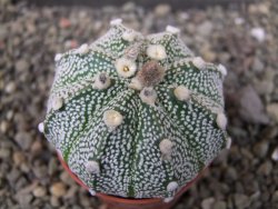 Astrophytum Hanazano Kabuto X red flower oibo akabana, pot 5,5 cm - 12407431
