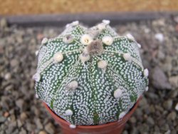 Astrophytum Hanazano Kabuto X red flower oibo akabana, pot 5,5 cm - 12407432