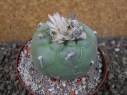 Lophophora difusa Peňa Miler XL pot 9 cm - 12407438