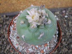 Lophophora difusa Peňa Miler XL pot 9 cm - 12407439