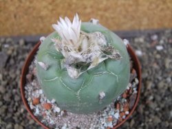 Lophophora difusa Peňa Miler XL pot 9 cm