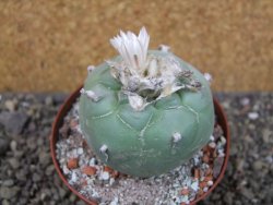 Lophophora difusa Peňa Miler XL pot 9 cm - 12407441