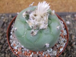 Lophophora difusa Peňa Miler XL pot 9 cm - 12407442