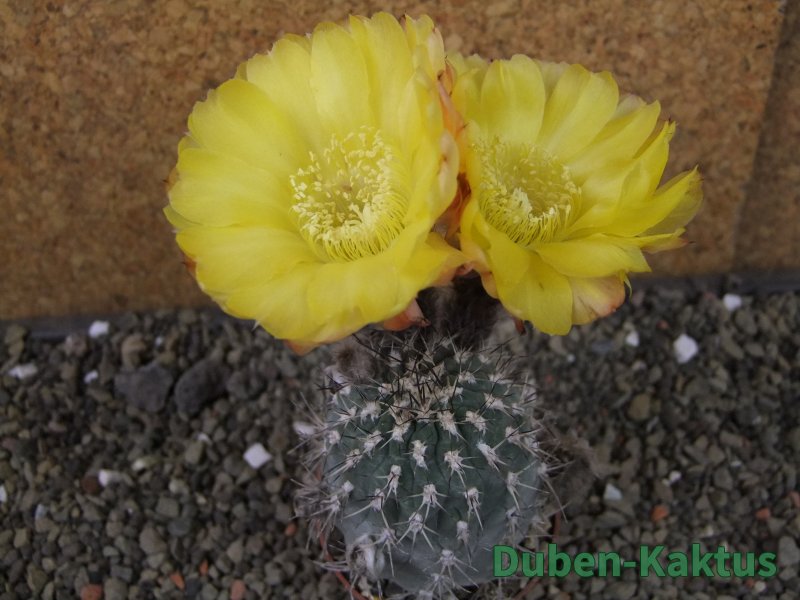Acanthocalycium glaucum pot 6,5 cm