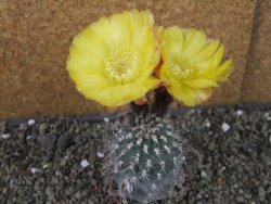 Acanthocalycium glaucum pot 6,5 cm - 12407444