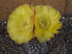 Acanthocalycium glaucum pot 6,5 cm - 12407445