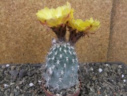 Acanthocalycium glaucum pot 6,5 cm - 12407446