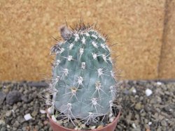 Acanthocalycium glaucum pot 6,5 cm - 12407447
