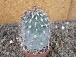 Acanthocalycium glaucum pot 6,5 cm - 12407448