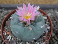 Lophophora fricii pot 6,5 cm
