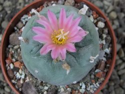 Lophophora fricii pot 6,5 cm - 12407450