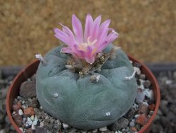 Lophophora fricii pot 6,5 cm - 12407451