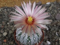Astrophytum Super Kabuto X red flower oibo akabana, pot 5,5 cm
