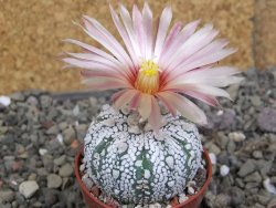 Astrophytum Super Kabuto X red flower oibo akabana, pot 5,5 cm - 12407467