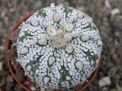 Astrophytum Super Kabuto X red flower oibo akabana, pot 5,5 cm - 12407470