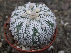 Astrophytum Super Kabuto X red flower oibo akabana, pot 5,5 cm - 12407471