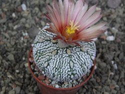 Astrophytum Super Kabuto X red flower oibo akabana, pot 5,5 cm