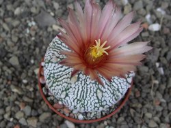 Astrophytum Super Kabuto X red flower oibo akabana, pot 5,5 cm - 12407473