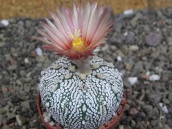 Astrophytum Super Kabuto X red flower oibo akabana, pot 5,5 cm - 12407474