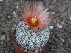 Astrophytum Super Kabuto X red flower oibo akabana, pot 5,5 cm - 12407475