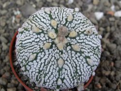 Astrophytum Super Kabuto X red flower oibo akabana, pot 5,5 cm - 12407476