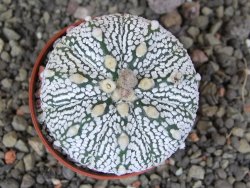 Astrophytum Super Kabuto X red flower oibo akabana, pot 5,5 cm - 12407477
