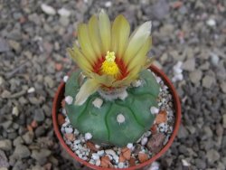 Astrophytum asterias nudum kiko, pot 5,5 cm